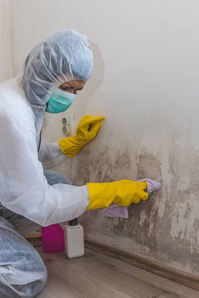 Best Mold Odor Removal Services  in Centerville, MN